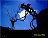 Foto Diego Tortola Descalzo